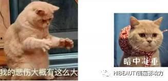 吃瓜娱乐赵小瞒鱼界显眼包,吃瓜娱乐界的焦点人物